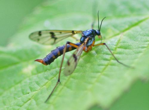 Ptychoptera contaminata